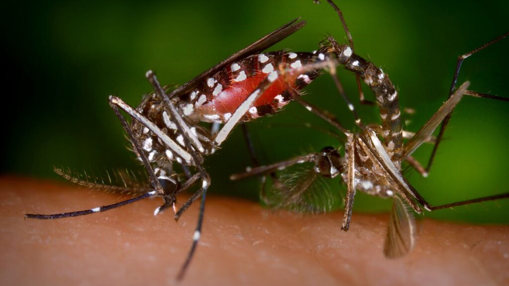 Dengue en Chile: todos los casos son importados y el mosquito que lo transmite no está en el país